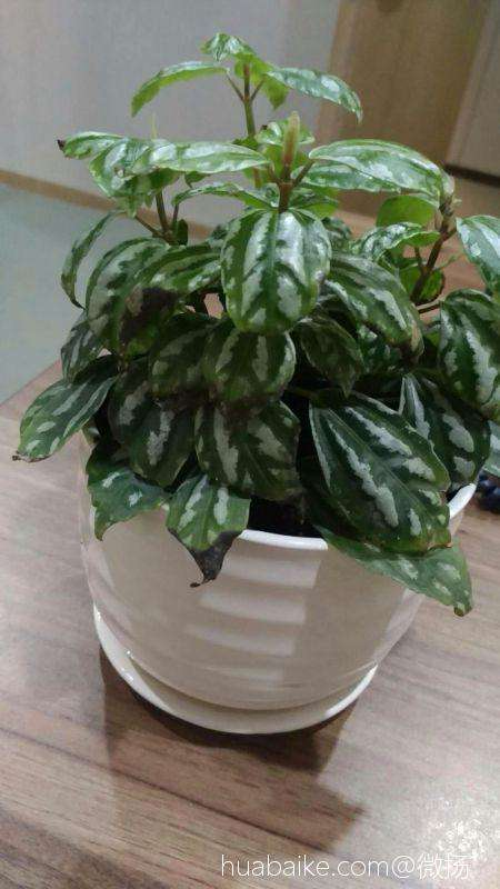 10塊錢一盆的冷水花，葉子精美得像一幅畫，不愧是網紅植物