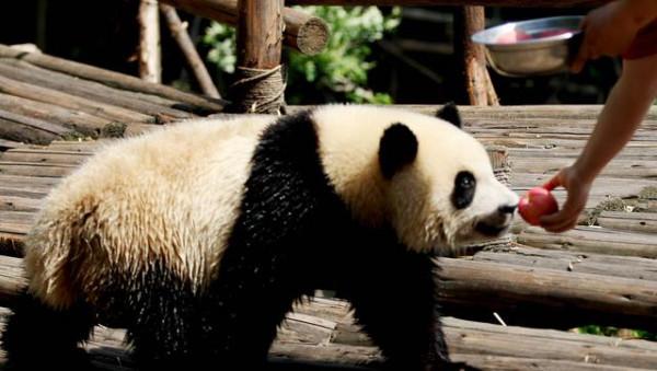 成都12個名勝古蹟景區，大部分遊客只去過都江堰跟青城山