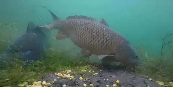 魚群氾濫！湖北5湖禁漁3年為何魚滿為患？禁漁為何還要捕魚？