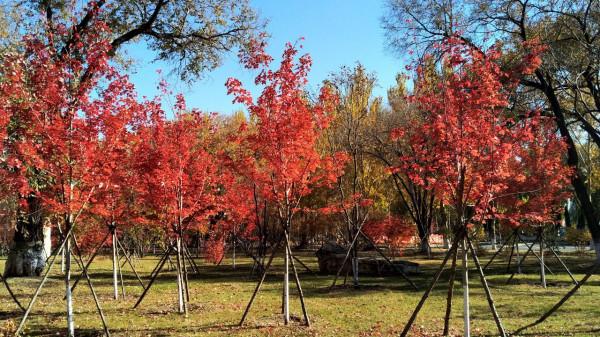 自駕長安CS75找尋最美麗的紅葉