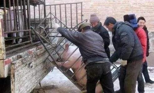 為何動物看見屠夫就害怕?難道屠夫身上真有“煞氣” 為何動物看見屠夫就害怕?難道屠夫身上真有“煞氣”