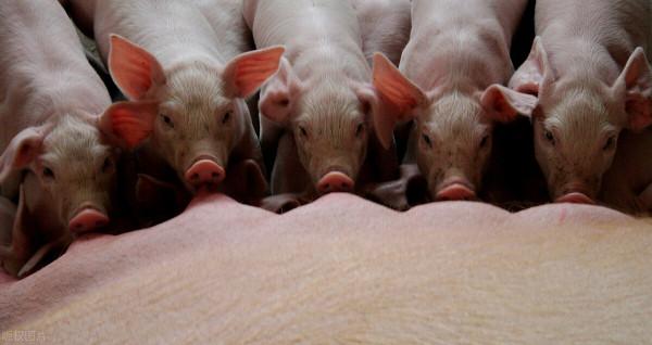 產房仔豬腹瀉少,關鍵還是得從母豬下手 產房仔豬腹瀉少,關鍵還是得從母豬下手