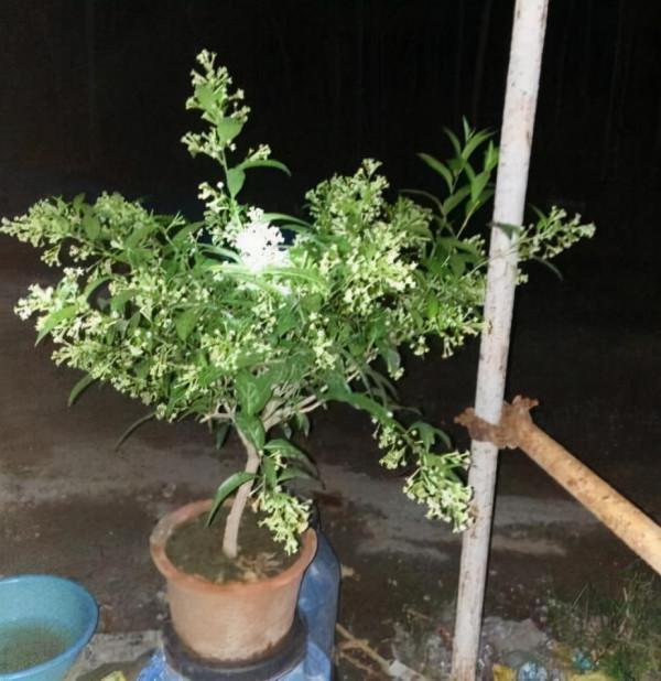 這“4種”花卉,漂亮好養活,比香水還香,養1棵就能滿室飄香 這“4種”花卉,漂亮好養活,比香水還香,養1棵就能滿室飄香