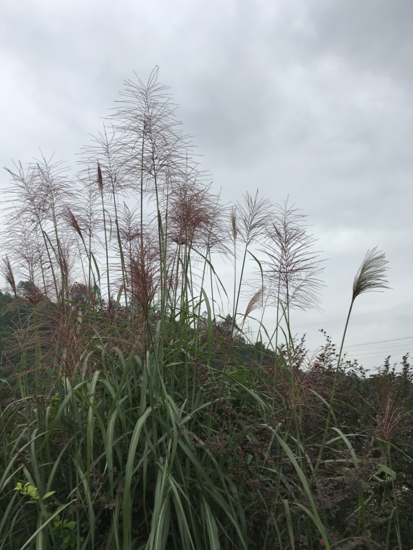 有四塊零錢嗎（小小說）