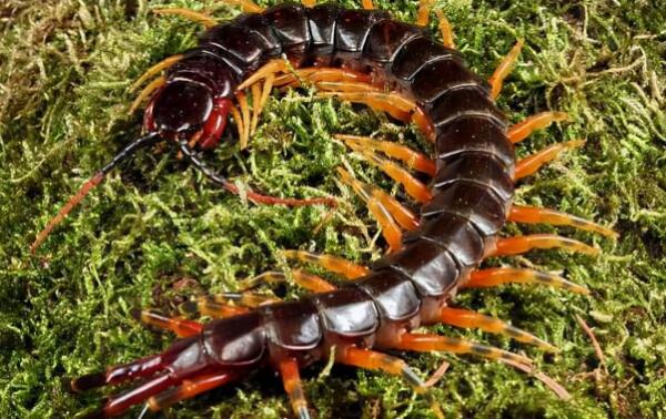 盤點地球各時期的生物霸主——（一）古生代