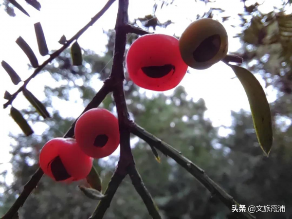初冬，霞浦這片“楓”景不容錯過