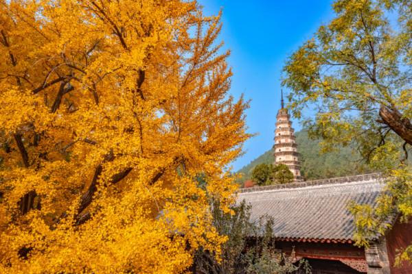 古剎金秋 醉美靈巖｜濟南靈巖寺的深秋，五彩斑斕，已美成油畫！