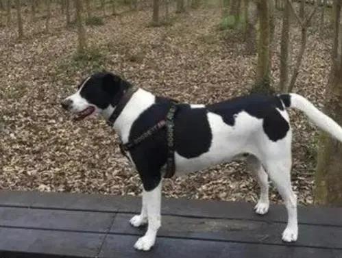 威猛與智慧並存的流浪狗黑熊，和孤寡牧羊人老滿之間的恩怨情仇