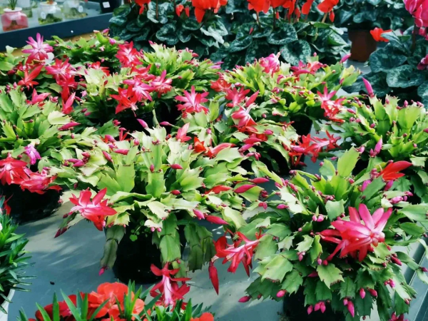 我們的節日 &vert; 給你的年味錦上添&OpenCurlyDoubleQuote;花&rdquo;！