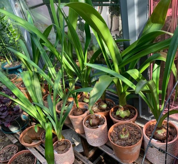 13種“懶人花”,客廳養一盆,輕鬆又吉利,四季輪流開 13種“懶人花”,客廳養一盆,輕鬆又吉利,四季輪流開