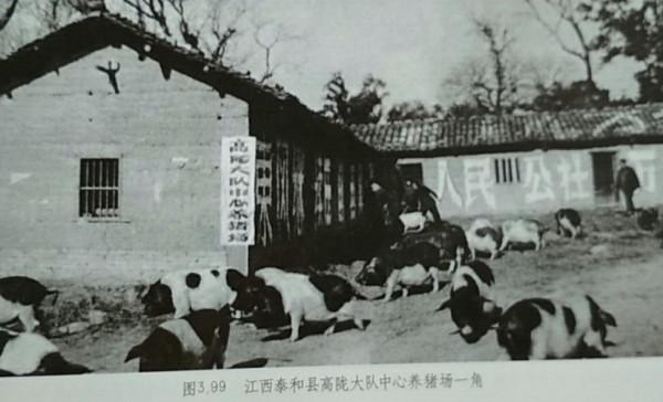 毛主席提升豬的地位至“六畜”之首：一定要做到可以“有豬吃”