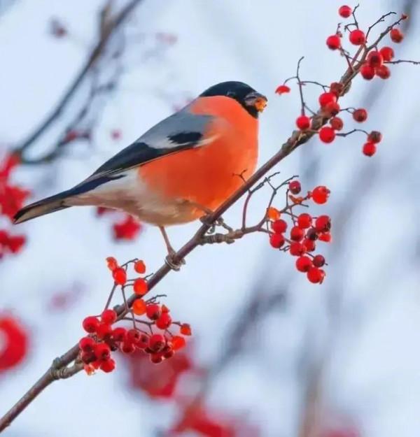 分享圖片——最美的鳥語花香集錦