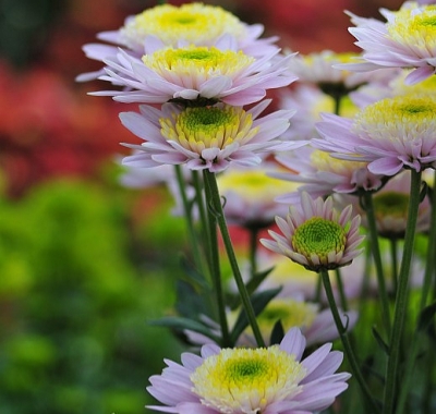 菊情,菊意,菊之氣 菊情,菊意,菊之氣