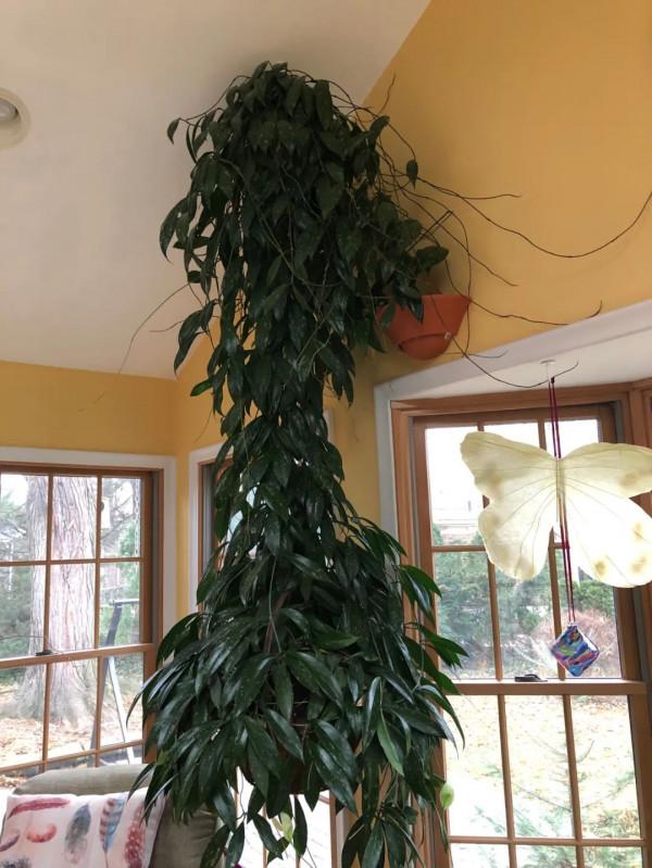 朝東窗臺上少不了的18種盆栽植物,開花植物和觀葉植物任你選 朝東窗臺上少不了的18種盆栽植物,開花植物和觀葉植物任你選