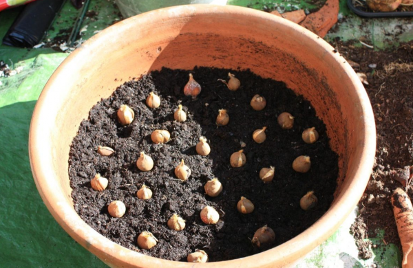 5種花，香氣濃郁，久聚不散，花一開“富貴滿家”