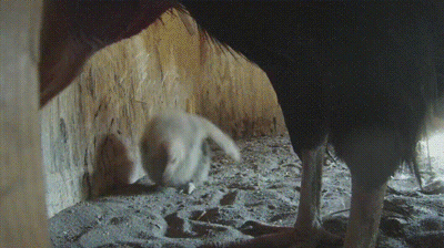 北美最大的鳥，竟然不需要“男的”了？