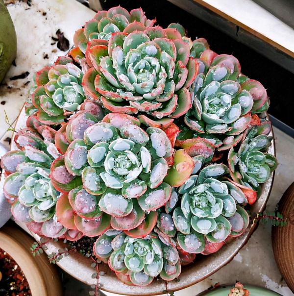 不要嫌棄雨滴醜,雨滴養得好,既能上色出狀態,也能爆盆 不要嫌棄雨滴醜,雨滴養得好,既能上色出狀態,也能爆盆