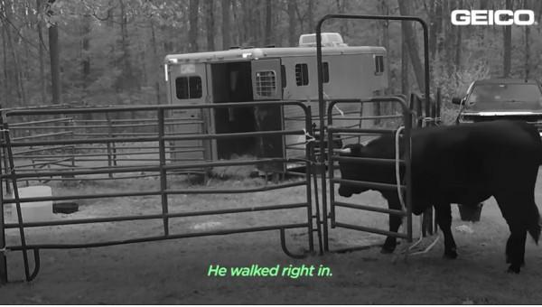 美國一頭牛逃出屠宰場，警察追捕8個月，結果整個小鎮都愛上它了