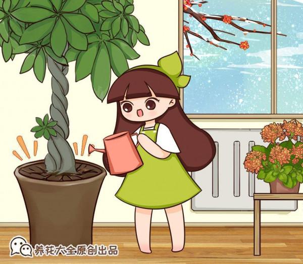 家裡通風差,不要養這3種花,黃葉招蟲很麻煩 家裡通風差,不要養這3種花,黃葉招蟲很麻煩