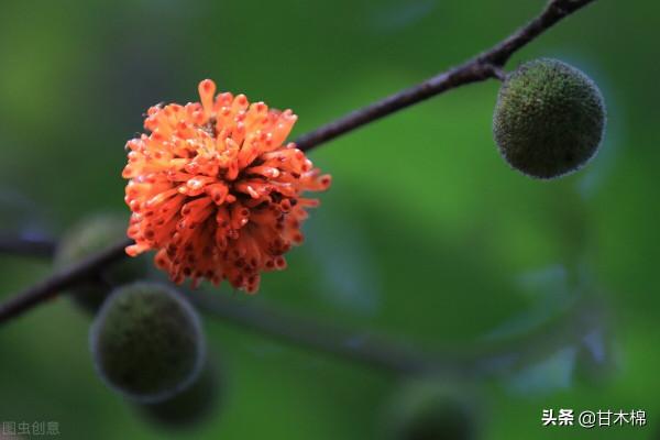 帶你一起回味62種南方野果子,它們是物質匱乏年代小朋友的零食 帶你一起回味62種南方野果子,它們是物質匱乏年代小朋友的零食
