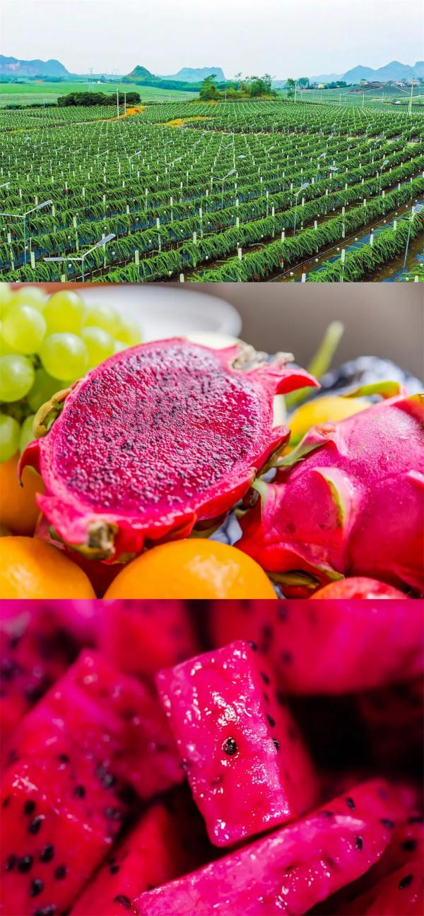 一南一北，中國這兩大水果大省已“水果自由”，到底誰更會吃？
