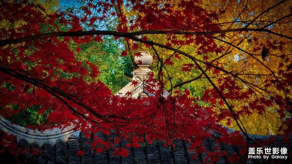 三星手機帶你走進深秋蘇州拙政園,一個最具有江南詩意的絕美園林 三星手機帶你走進深秋蘇州拙政園,一個最具有江南詩意的絕美園林