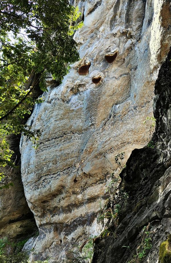 黃腰響蜜鴷現雲南!種群之大國內罕見,“義兄義妹”都會被它刺死 黃腰響蜜鴷現雲南!種群之大國內罕見,“義兄義妹”都會被它刺死