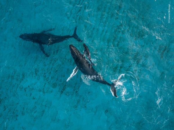 2018年度最佳野生動物攝影作品圖集