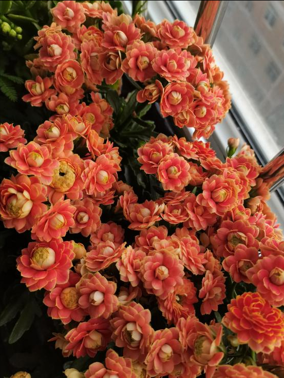 9種&OpenCurlyDoubleQuote;貴氣花&rdquo;，立春後&OpenCurlyDoubleQuote;快扦插&rdquo;，生根快，比夏天還&OpenCurlyDoubleQuote;好活&rdquo;