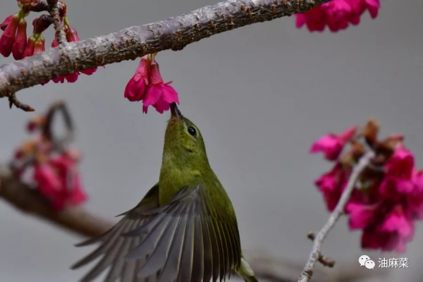 油麻菜:圓月彎刀 油麻菜:圓月彎刀