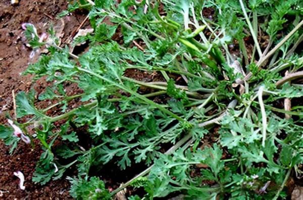 這種野草叫“小雞菜”，以前人們採它來喝雞，卻忽略它的藥用價值