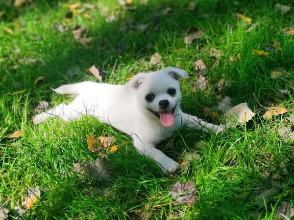 小狗飯糰兒,希望你開心 小狗飯糰兒,希望你開心