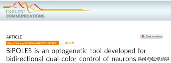 雙色視蛋白讓光遺傳學更簡單，啟用或抑制可同步進行