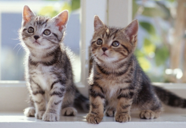 賣貓的人,不會告訴你,這幾種貓更好養 賣貓的人,不會告訴你,這幾種貓更好養