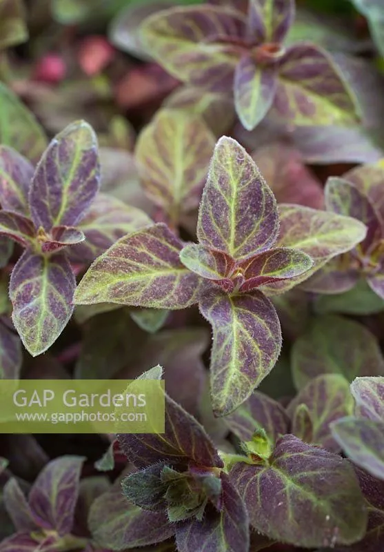 7種最好用的地被植物：豐富花境花園色彩，控制雜草