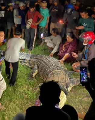 6年後,鱷魚終於擺脫了脖子上的輪胎圈 6年後,鱷魚終於擺脫了脖子上的輪胎圈