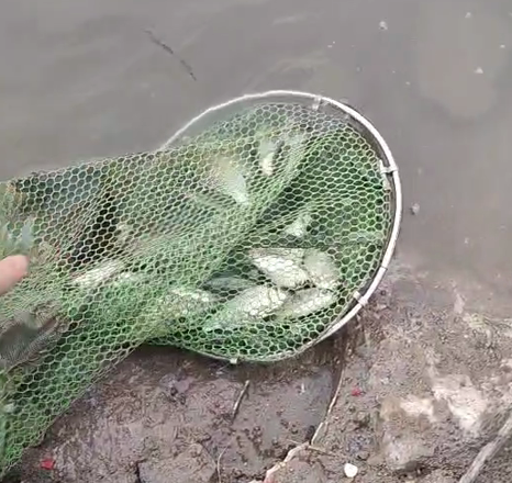 釣魚日記5 10月7日降溫4天初放晴 小河魚起浮 垂釣兩個半小時