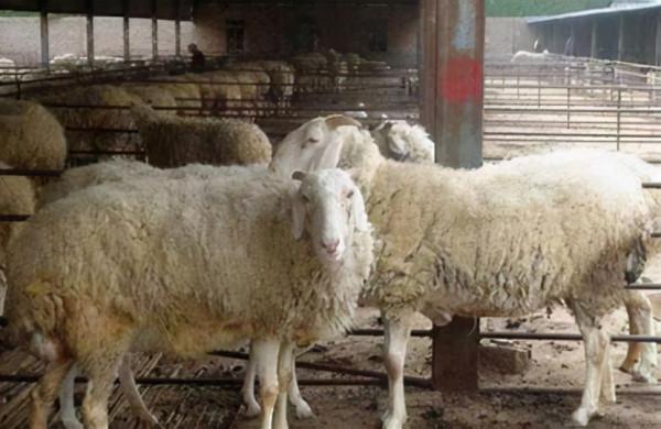 羊價一跌再跌,養羊戶難保本,未來該何去何從? 羊價一跌再跌,養羊戶難保本,未來該何去何從?
