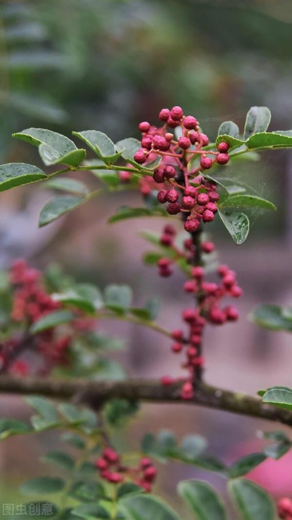 伏花椒與秋花椒的味道