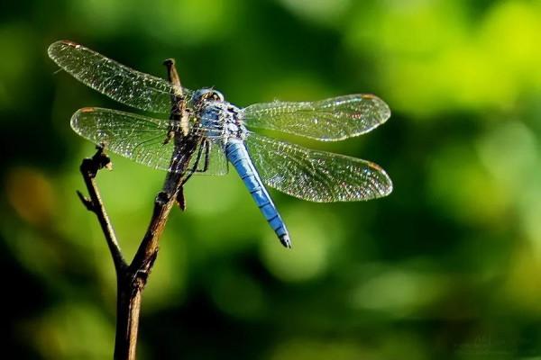 小時候抓過的舉個手,滿滿的都是回憶 小時候抓過的舉個手,滿滿的都是回憶