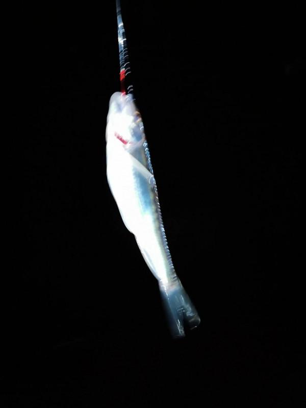 野河休閒釣，手杆繃尖釣法，岸邊撿別人的麥子掛鉤，最後鯽魚連桿