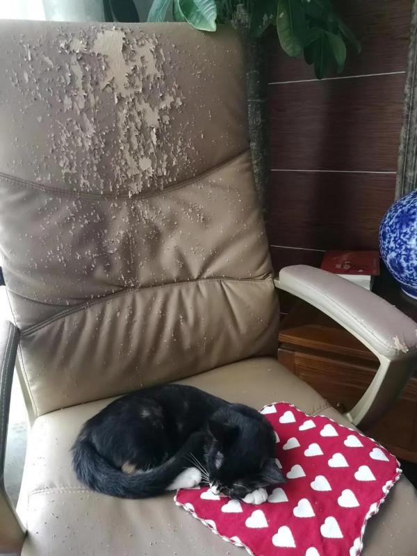 流浪貓選家猶如女子嫁人（上）