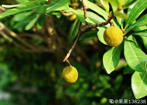 掌握6個養護步驟,放心吃楊梅,清洗也簡單 掌握6個養護步驟,放心吃楊梅,清洗也簡單