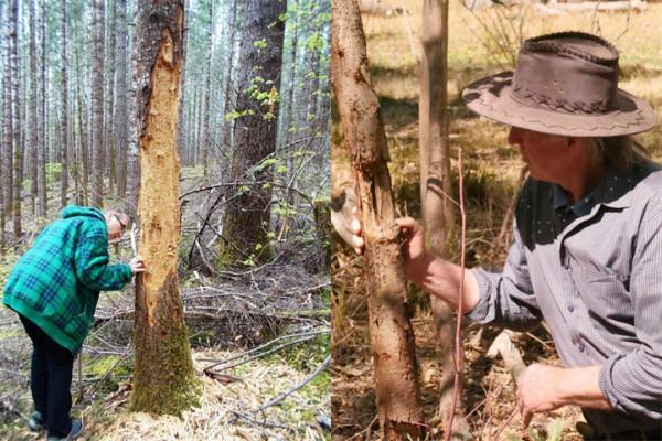 誰是傷害這些樹木的“真兇”?不是啄木鳥,啄木鳥不會這麼粗暴 誰是傷害這些樹木的“真兇”?不是啄木鳥,啄木鳥不會這麼粗暴