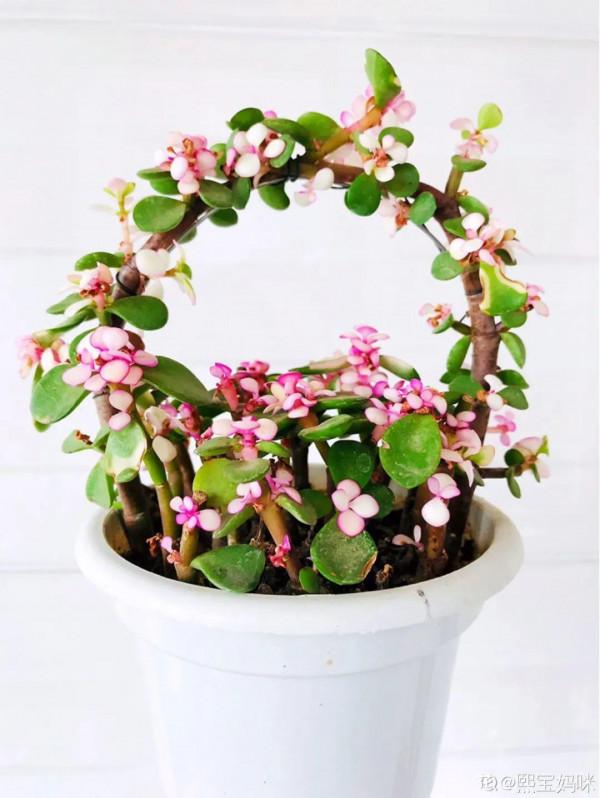 臘月買花，8種花白送都別要，養不活，還惹一肚子氣