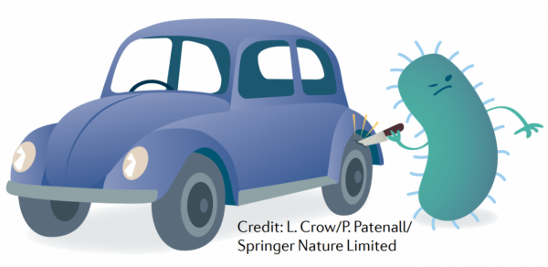 Nature Reviews Cancer | 腸道菌群與前列腺癌