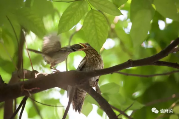 八聲杜鵑喊媽媽