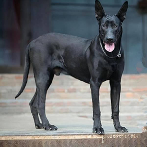 人稱“犬中四煞”的4種狗,請認住它們的長相,看見了要繞路走 人稱“犬中四煞”的4種狗,請認住它們的長相,看見了要繞路走