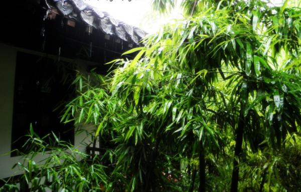 如果家中有院子，定要種上“花中四君子”，流轉四季美如畫，安排