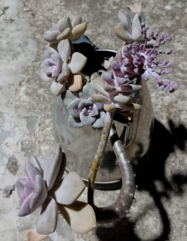 誰說養花只能用花盆！水壺易拉罐都是寶，能插葉子就能養花